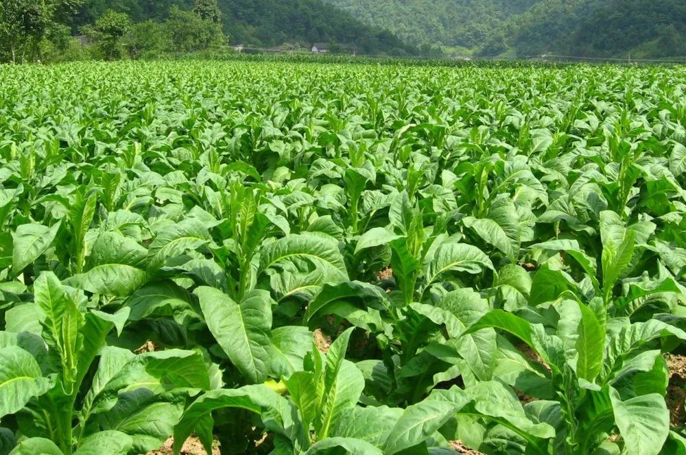 广东烟草种植_广东烟草种植基地_广东种植烟叶致富