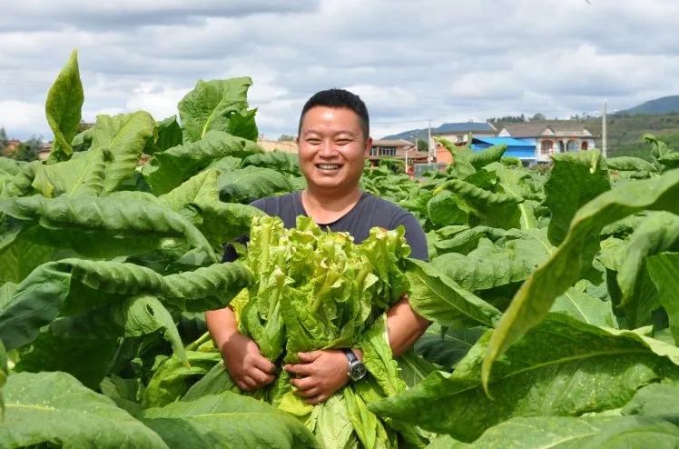 广东烟草种植基地_广东烟草种植_广东种植烟叶致富