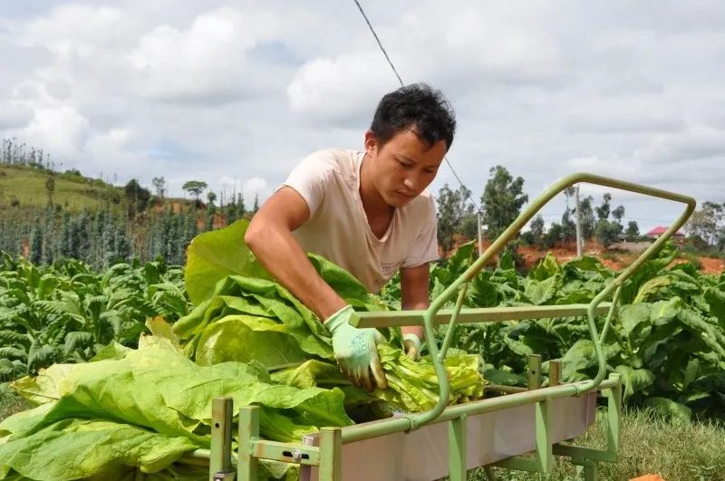 广东烟草种植_广东烟草种植基地_广东种植烟叶致富