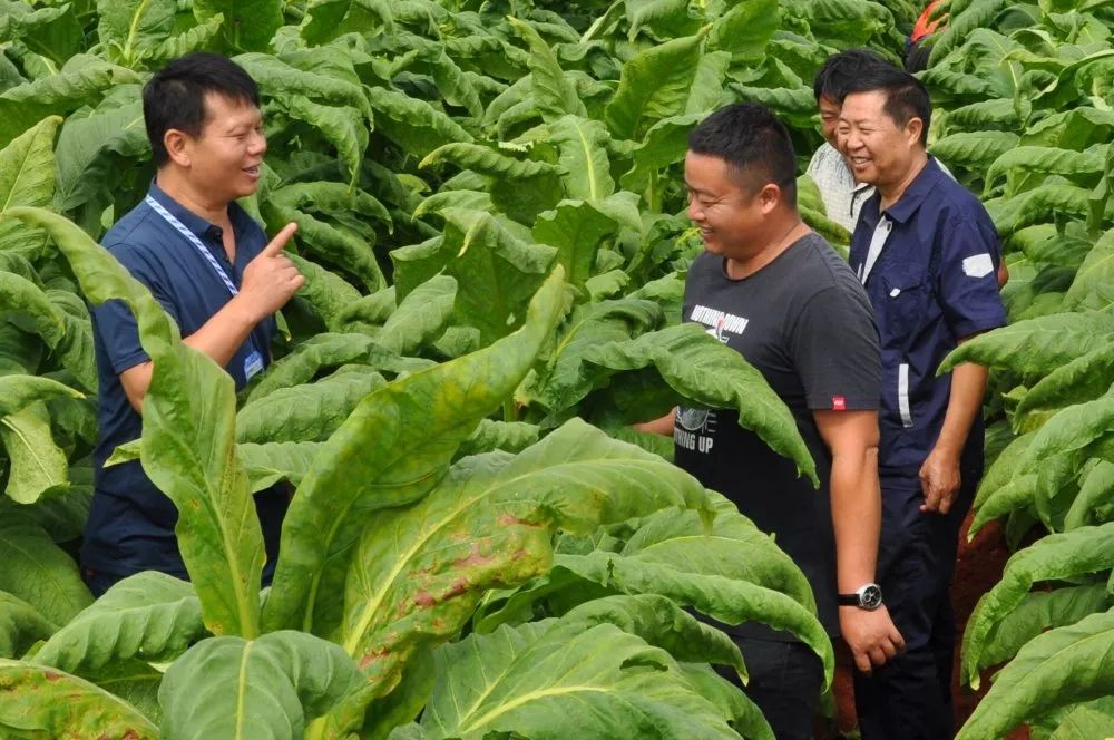 广东烟草种植_广东种植烟叶致富_广东烟草种植基地