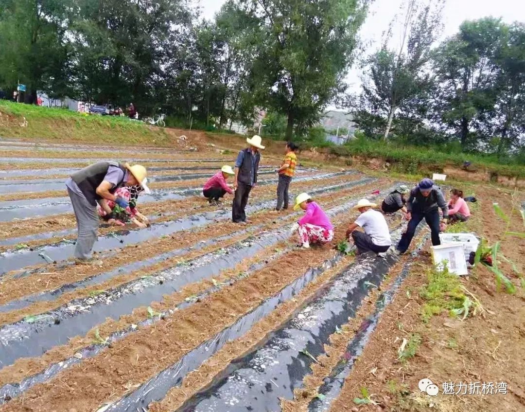 致富经种植亩收入过万_浙江种植致富麦_致富经靠种小麦