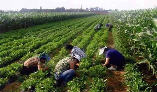 致富经种植亩收入过万_浙江种植致富麦_致富经农村种植