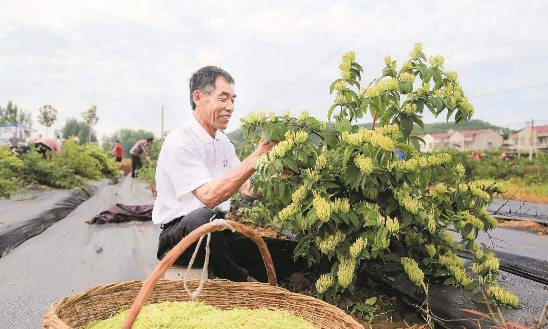 致富经种植亩收入过万_浙江种植致富麦_致富经农村种植