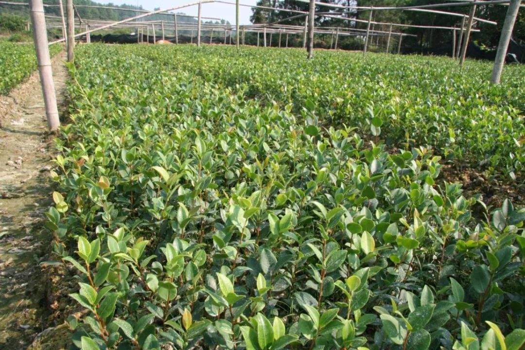 江西油茶种植基地_致富江西种植油茶视频_江西油茶种植致富