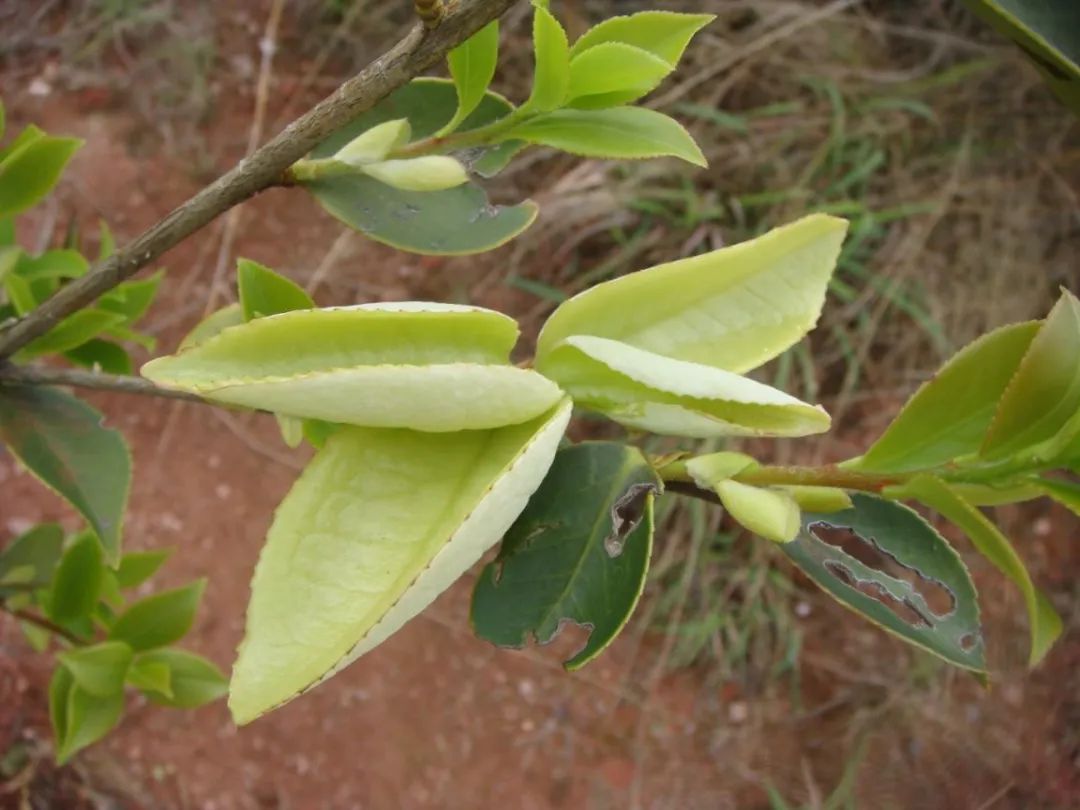 江西油茶种植基地_致富江西种植油茶视频_江西油茶种植致富