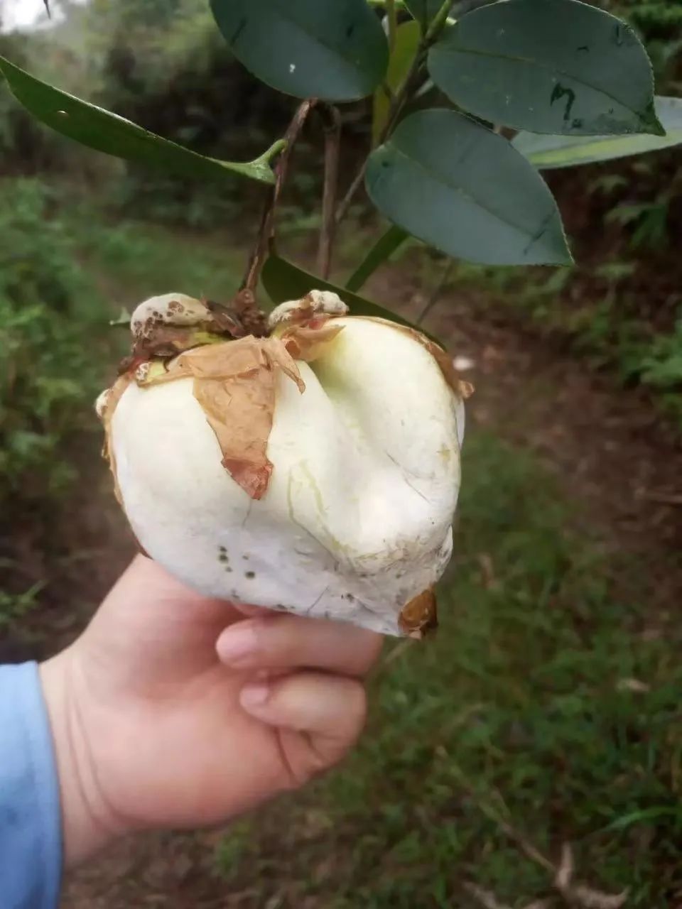 致富江西种植油茶视频_江西油茶种植致富_江西油茶种植基地