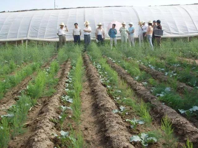 笋竹种植技术要点_竹笋怎么种植技术_笋竹种植技术与管理