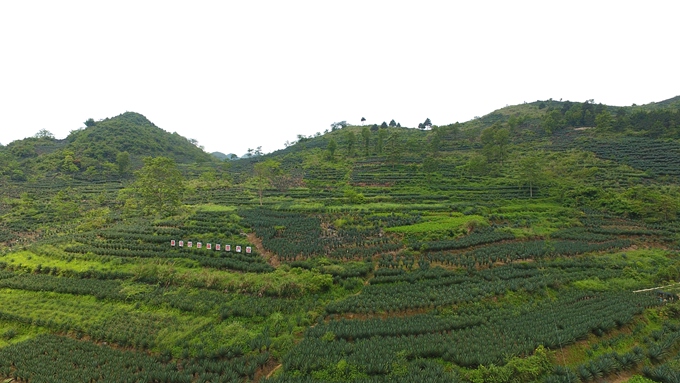 种植剑麻收益如何_种植剑麻的条件_种植剑麻 致富