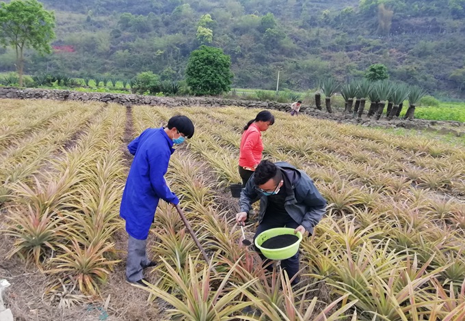 种植剑麻收益如何_种植剑麻的条件_种植剑麻 致富