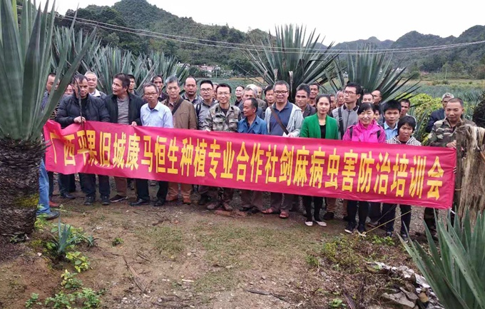 种植剑麻的条件_种植剑麻收益如何_种植剑麻 致富