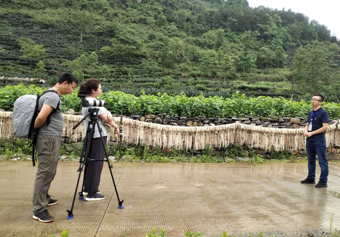 种植剑麻收益如何_种植剑麻的条件_种植剑麻 致富