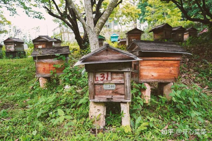 偶遇广东揭西县两位牛人，一位养蜂，一位卖土特产，销量令人羡慕