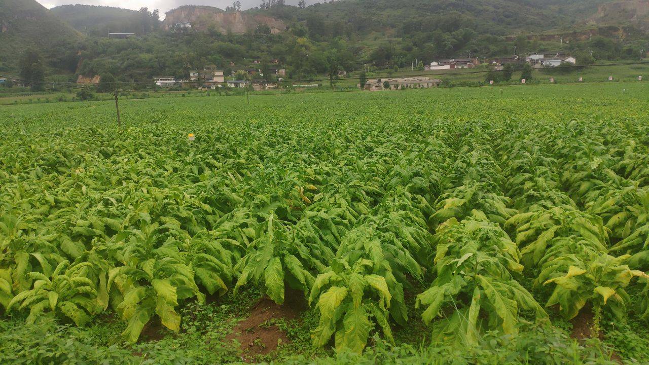 广东烟草种植_广东种植烟叶致富_广东烟草种植基地