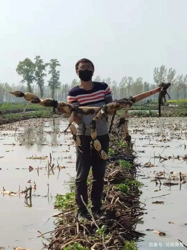 浙江种植致富麦_致富经靠种小麦_致富经浙江