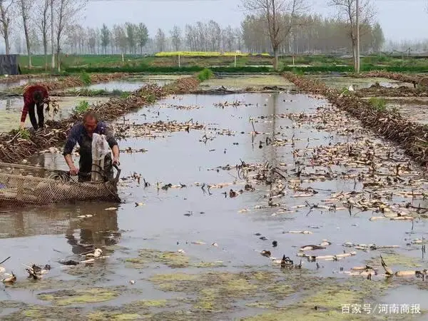 致富经浙江_浙江种植致富麦_致富经靠种小麦