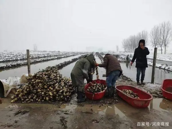 浙江种植致富麦_致富经浙江_致富经靠种小麦