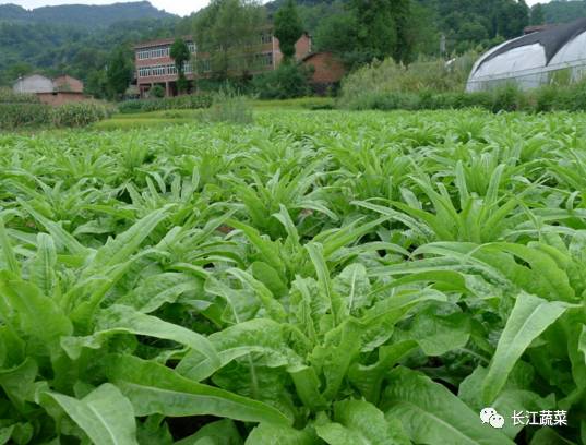 竹笋怎么种植技术_笋竹种植技术视频_笋竹的种植