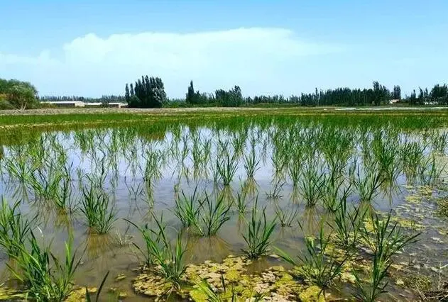 致富经农村种植_致富经种植亩收入过亿_浙江种植致富麦