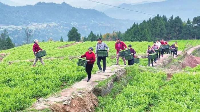 新春走基层 丨 豌豆尖鼓起村民“钱袋子”  巴中恩阳区推进规模化蔬菜种植