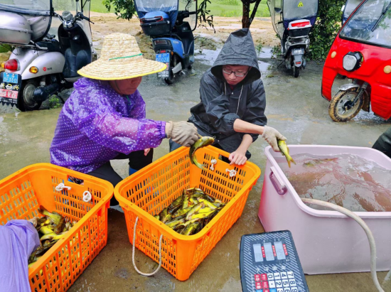 致富养殖草鱼方法大全_草鱼养殖致富经_草鱼养殖致富方法