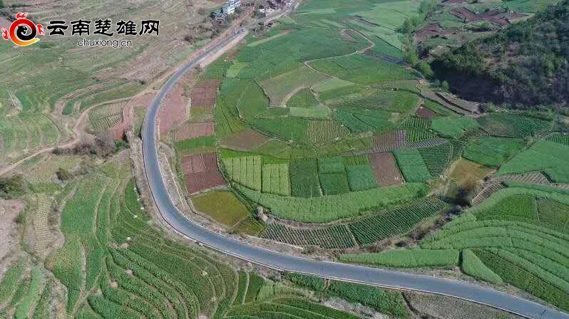 豌豆尖种植技术_致富经豌豆尖种植富人民_种豌豆尖赚钱吗