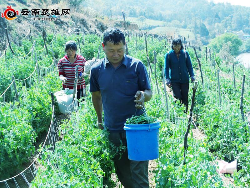 致富经豌豆尖种植富人民_豌豆尖种植技术_种豌豆尖赚钱吗