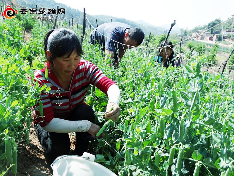 致富经豌豆尖种植富人民_种豌豆尖赚钱吗_豌豆尖种植技术