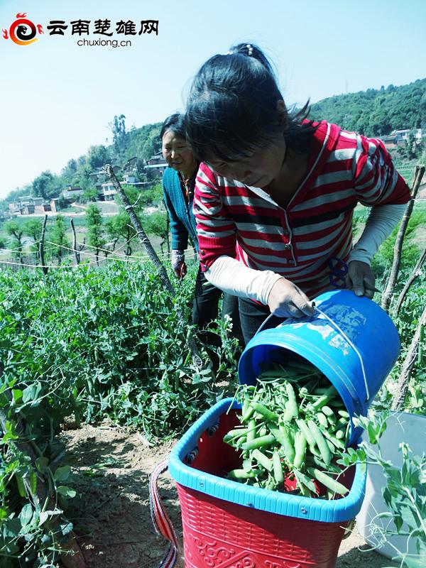 豌豆尖种植技术_种豌豆尖赚钱吗_致富经豌豆尖种植富人民