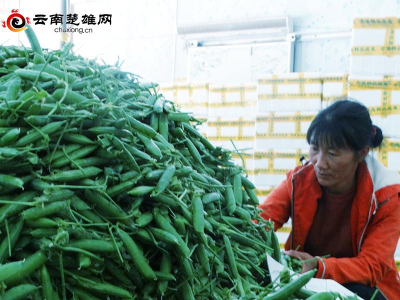 致富经豌豆尖种植富人民_种豌豆尖赚钱吗_豌豆尖种植技术