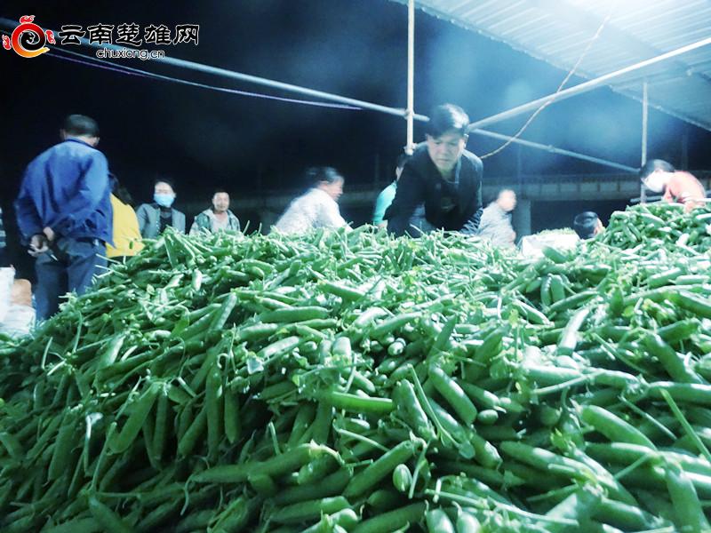 种豌豆尖赚钱吗_致富经豌豆尖种植富人民_豌豆尖种植技术