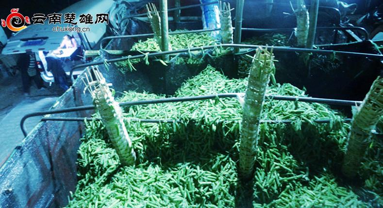 豌豆尖种植技术_致富经豌豆尖种植富人民_种豌豆尖赚钱吗