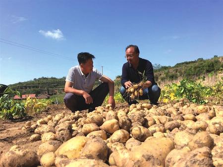 养殖致富项目大寨_致富养殖视频_农村致富新项目养殖