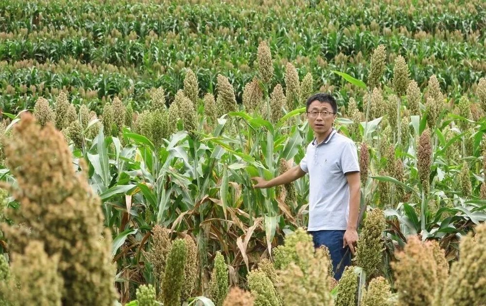 浙江种植致富麦_致富经种植亩收入过亿_致富经浙江