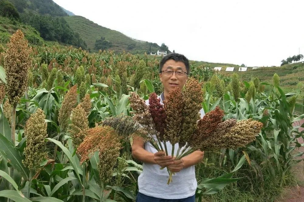 浙江种植致富麦_致富经浙江_致富经种植亩收入过亿