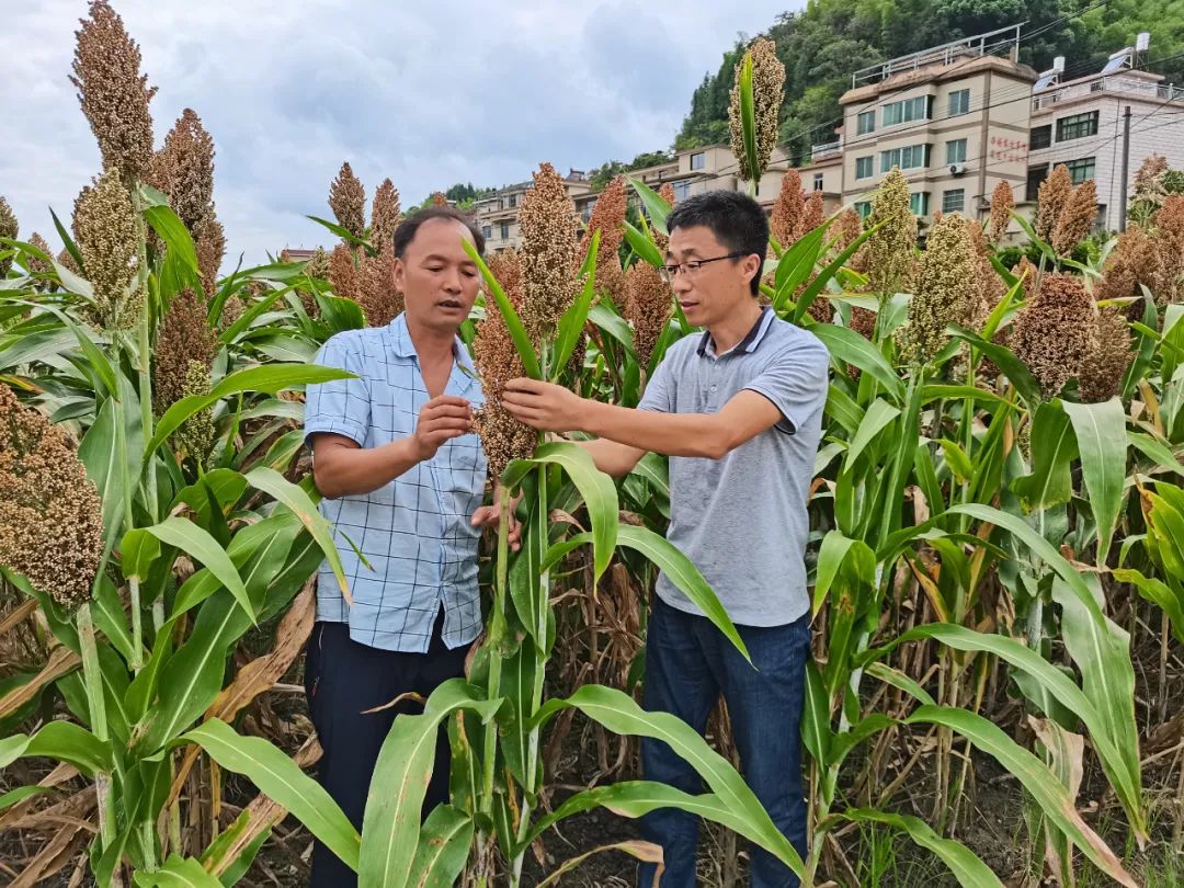 致富经种植亩收入过亿_致富经浙江_浙江种植致富麦