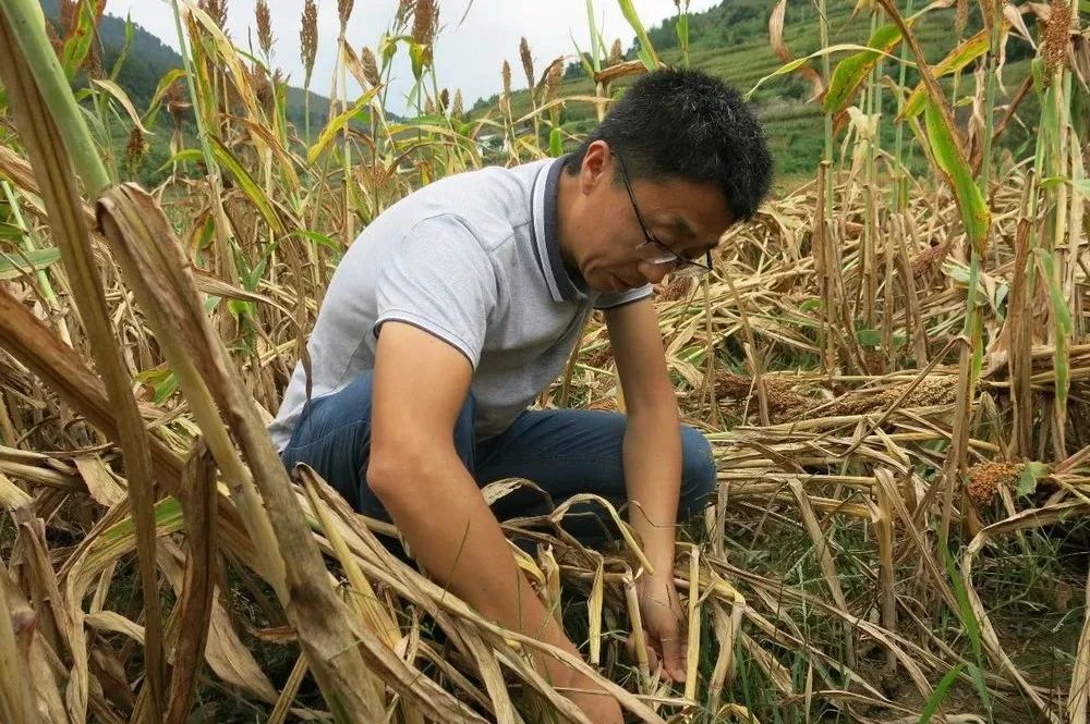 致富经种植亩收入过亿_致富经浙江_浙江种植致富麦