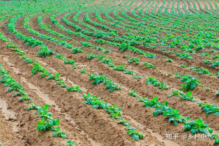 在家种红薯叶的视频_红薯叶的种植技术视频_如何种植红薯叶