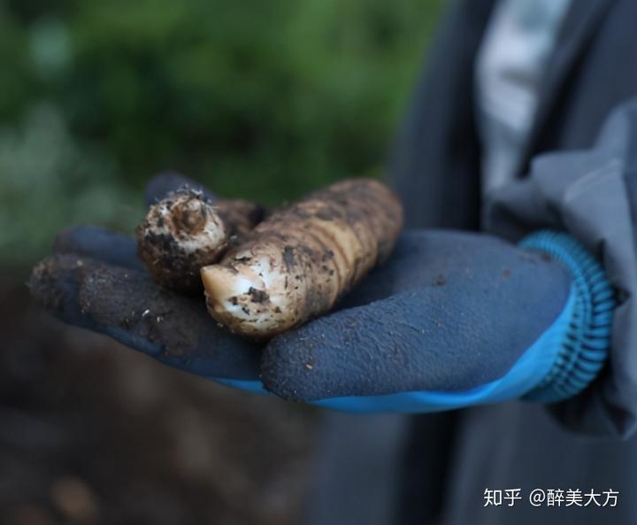 致富陕西种植天麻视频_陕西天麻产地_陕西种植天麻致富