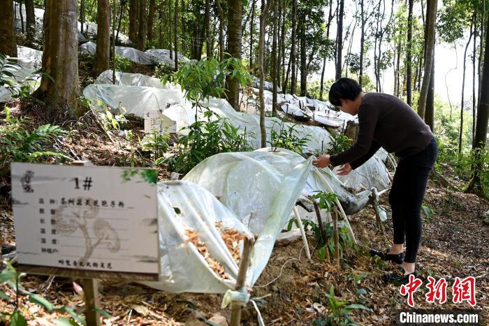 简青燕在六洞村锥栗树下的灵芝基地检查灵芝菌包。　张金川 　摄