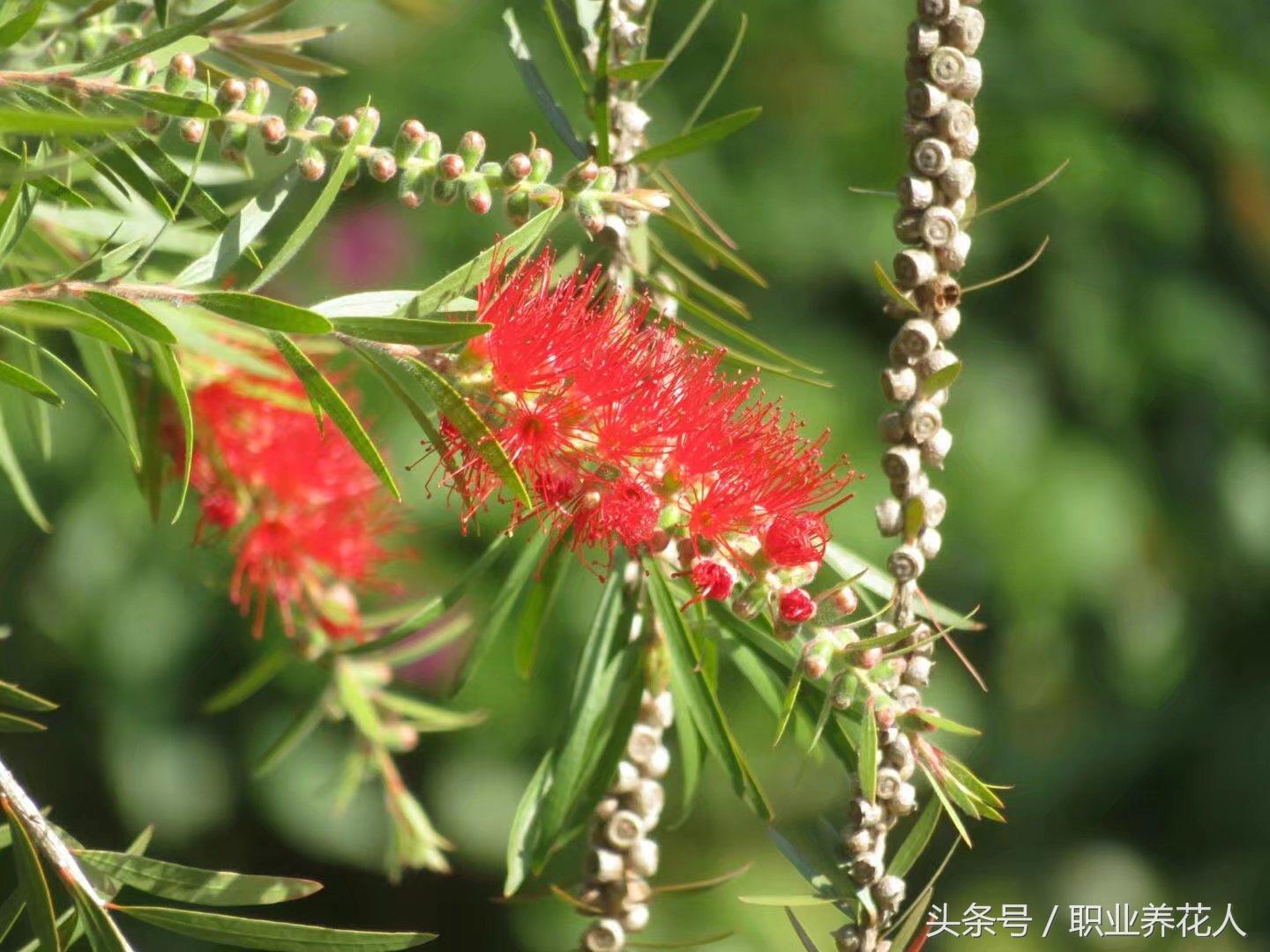 常见植物知识普及（五十四）——红千层