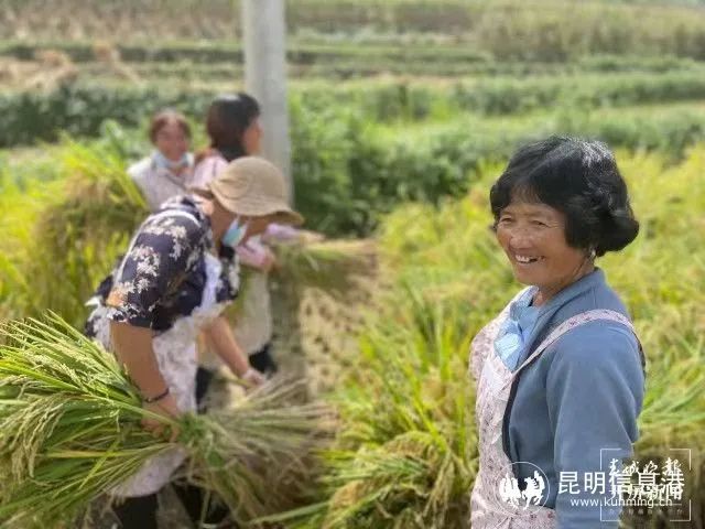 致富农村种植_农民致富种植项目_农村致富新项目种植