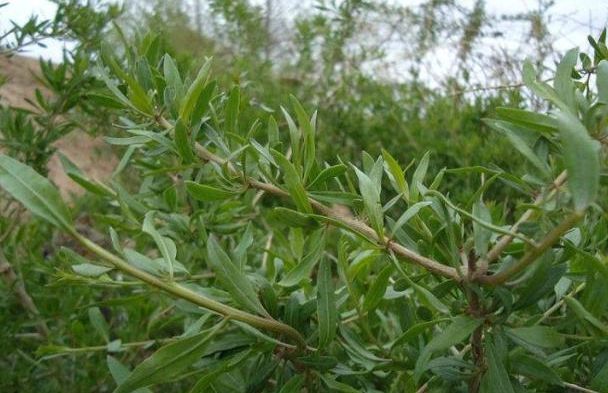 致富农村种植_农村致富新项目种植_农村致富项目种植业