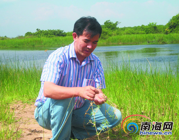 热带农业科学院副院长刘国道让海南沙地能种牧草