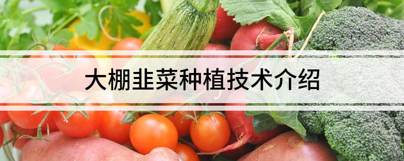 大棚韭菜种植技术介绍