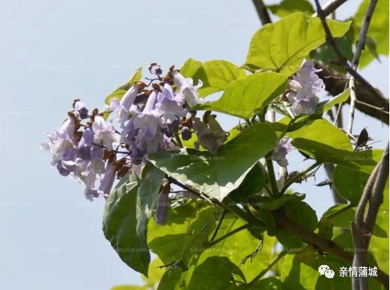 致富种植臭椿树视频_种植臭椿致富_臭椿种植方法