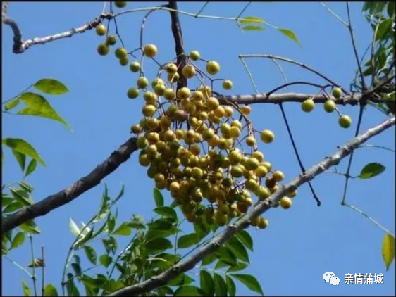 臭椿种植方法_种植臭椿致富_致富种植臭椿树视频