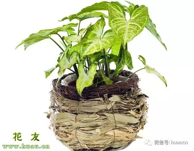 【合果芋】合果芋栽培养护--适合室内观叶植物