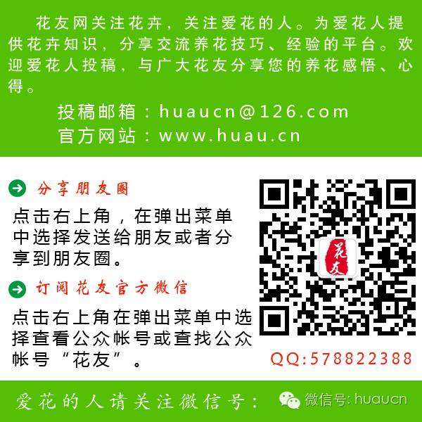 栽培芦荟养殖技术要点_栽培芦荟养殖技术视频_芦荟栽培养殖技术