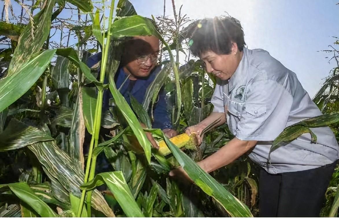 让鲜食玉米成为国际风味——吉林农嫂隋书侠的创业故事