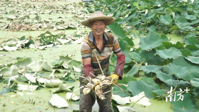 木瓜养殖木瓜要做到哪些_木瓜种植和养殖技术_养殖木瓜种植技术视频